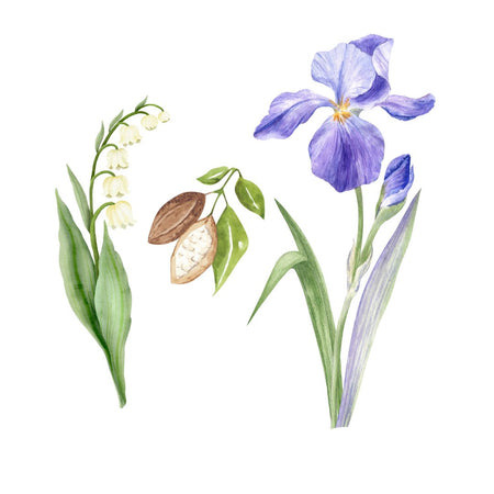 Ambre Santal Scent Middle Notes_Spices, Orris, Cocoa, Lily of the Valley