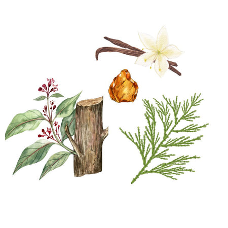 Ambre Santal Scent Base Notes White Sandalwood, Amber, Vanilla, Cedar, Musk