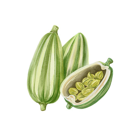 Ambre Santal Scent Top Notes Cardamom