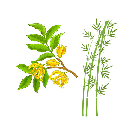 Ylang Ylang and Bamboo Illustration_Top Notes of Fresh Linen