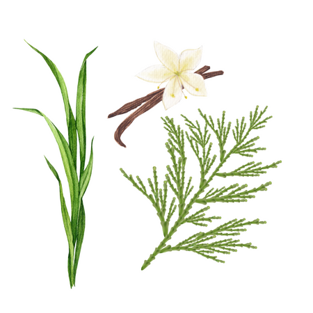 Illustration of Vetiver, Cedar, Amber as base notes of Blushed Bergamot scent. 