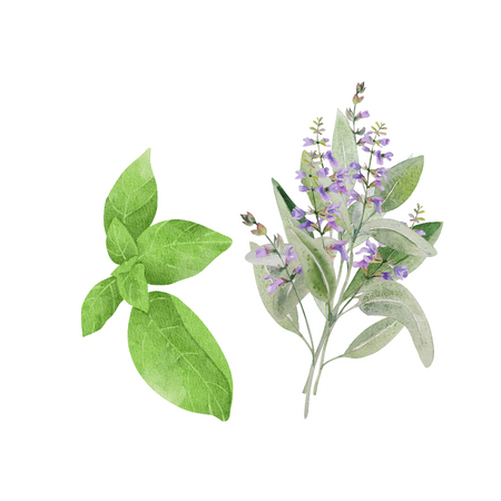 Illustrations of BASIL and CLARY SAGE base scent notes of Fresh Linen