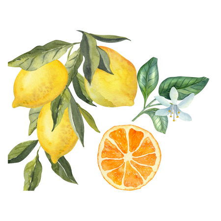 Middle Notes Blushed Bergamot Illustration_Fresh Cut Lemon, Orange Bigarade, Pettigrain