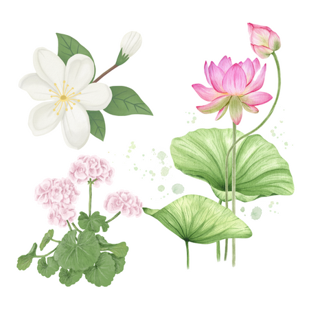 Illustration of JASMINE PETALS, WATERLILY, GERANIUM as middle scent notes of Fresh Linen