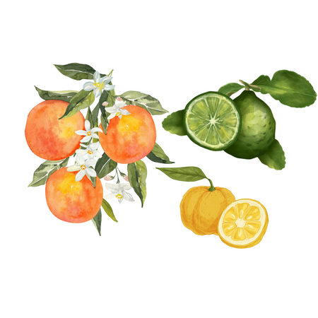 Top Notes Blushed Bergamot Illustration - Bergamot Citrus, Sweet Orange, Yuzu 